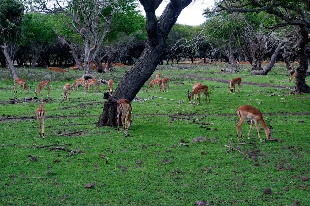Nickel Extraction for Energy Transition Threatens Biodiversity-Rich Ecosystems in 2026