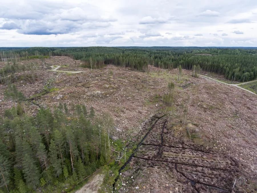 Déforestation en Amazonie : le réchauffement accélère la baisse des précipitations dès 2026