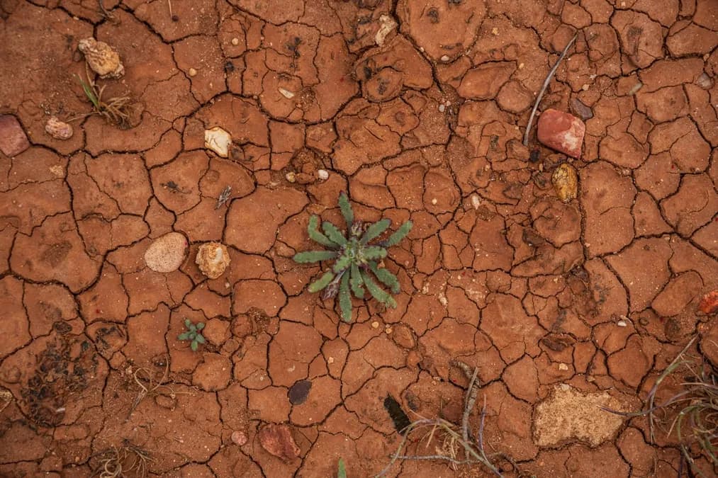 Comment le changement climatique bouleverse la saison des bleuets sauvages dans le Maine