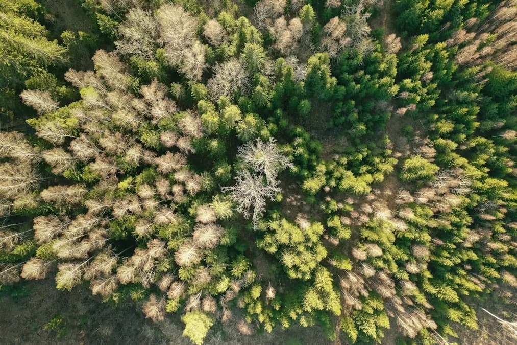 Portugal : comment les tempêtes hivernales aggravent le risque d’incendies estivaux en forêt