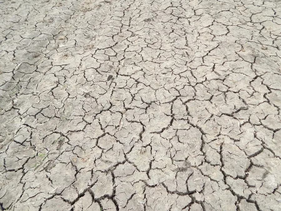 Sécheresses intenses : les forêts tropicales menacées de basculer en émetteurs de carbone