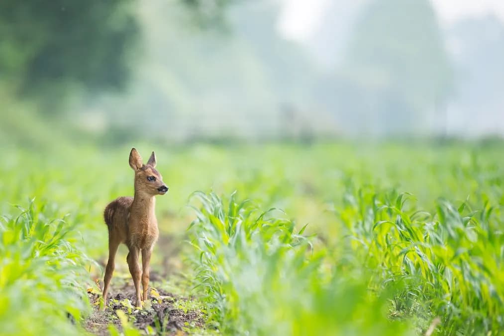 Installation solaire : un modèle IA pour protéger agriculture et biodiversité en un seul coup d'œil