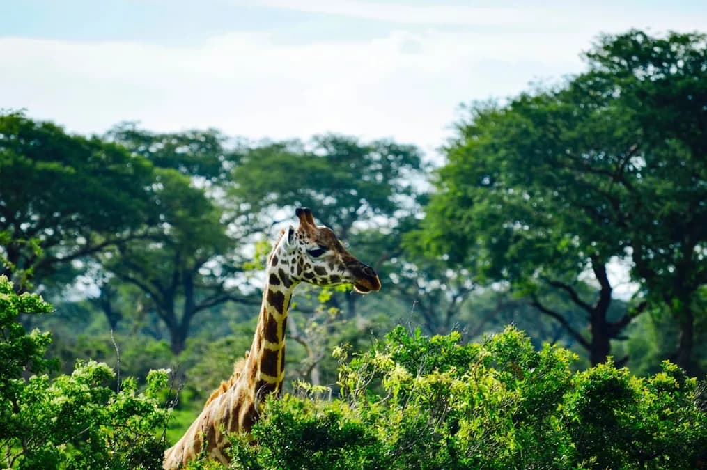 Amazon Forests: Brazilian Nature Reserves Underfunded at 20% of Their Needs