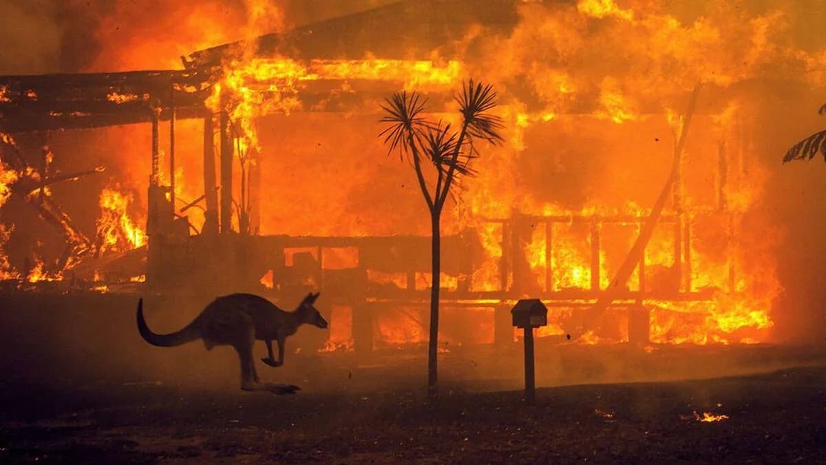 Forest Fires: Cool Climates Now Under Threat